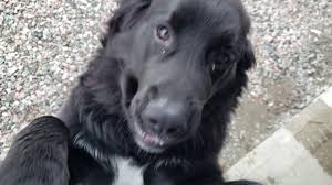 The golden retriever is a highly playful breed. Friendly Eager To Please All About The Golden Mountain Dog K9 Web