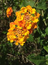 We did not find results for: Common Lantana Spc Florida Plants Inaturalist