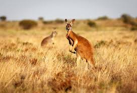 The mother kangaroo, being a kind and sweet animal, asked the wombat if he was ok. Interesting Facts Information About Kangaroos For Kids