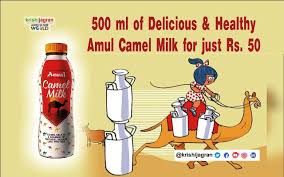 Online stores typically sell camel milk powder. 500 Ml Of Delicious Healthy Amul Camel Milk For Just Rs 50