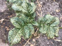 We did not find results for: What S Wrong With My Potato Plant Leaves At The Bottom Are Turning Brown The Upper Leaves Are Turning White In Patches And There Are These Red Mite Things Crawling Around On Webs