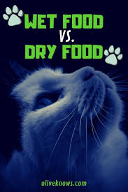 A steady diet of dog food cats are carnivores and need meat. Wet Food Vs Dry Food What Does Your Cat Need And When Oliveknows Sick Cat Cat Safety Cat Health