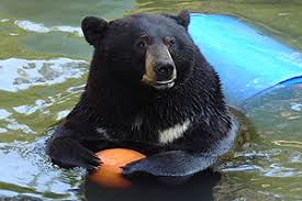 Find everything about your search and start saving now. Animal Behavior Institute S Animal Training Enrichment Certificate Program