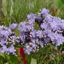 Image result for Limonium vulgare