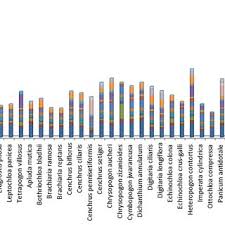 Image result for Digitaria compressa