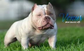 Wow…. Check out this bad bish. BBHTX's 💥Venus💥 Boro v daughter