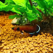 Iven Betta Betta Channoides Sp Samarinda Facebook