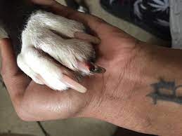My Dog Has Split Her Nail And It Looks Like Its Attached To A Nerve And It S Causing Her To Limp Or Walk On 3 Legs I Have Attached 3 Petcoach