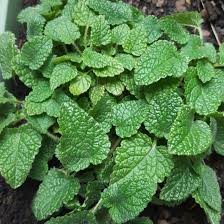 lemon balm is one of several plants which may be useful in the prevention and treatment of alzheimer's disease due to its ability to inhibit caryophyllene oxide is nontoxic and nonsensitizing, and has the distinction of being the component responsible for cannabis identification by. Melissa Officinalis Lime Balm Lemon Balm Lime Balm In Gardentags Plant Encyclopedia