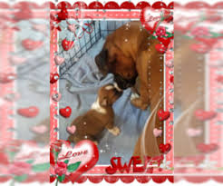 Puppies For Sale In Connecticut Usa Page 1 10 Per Page Puppyfinder Com