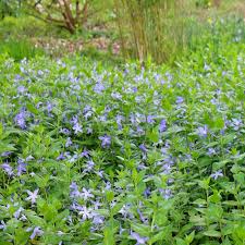 Image result for Vinca major