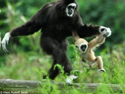 Image result for Hylebates cordatus