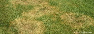 Scotts diseaseex many suggest spraying the lawn with water before applying, and letting sit at least a half hour before watering in because of this. Lawn Diseases Milorganite