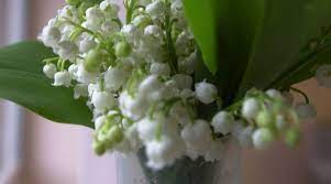 Le muguet est une plante qui renferme des substances redoutablement toxiques pour nos animaux de compagnie. Muguet Un Danger Pour Les Animaux De Compagnie Surtout Pour Le Chat Qui Aime Son Odeur