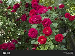 This obelisk was just what i wanted for the corner of my garden were i had lost a tree, so i can train my clematis up it over winter. Rose Tree Most Image Photo Free Trial Bigstock