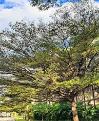 Image result for Terminalia mantaly