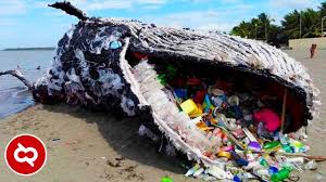 Diduga kuat, ikan pari ini tewas akibat menelan terlalu banyak sampah di lautan. Kisah Tragis Hewan Laut Yang Terdampak Sampah Plastik Manusia Youtube