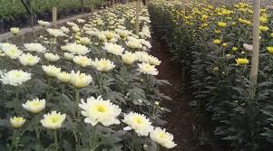 Besar, biasanya berwarna kuning terang. Cara Menanam Bunga Krisan Panduan Lengkap Kutanam