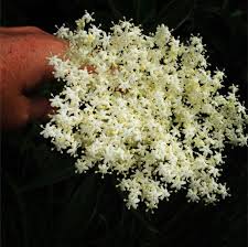 Elder is a very common shrub growing in rich, damp soil. Pin On Edible Flowers