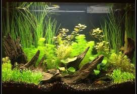 Freshwater Tanks By Score Page 31 Ratemyfishtank Com Fish Tank Plants Tropical Fish Tanks Aquarium Fish Tank