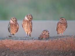 Image result for owl