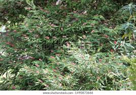 Image result for Gunillaea