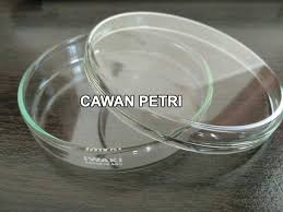 Pengertian Cawan Petri Fungsi Dan Cara Menggunakannya Ilmu Kimia