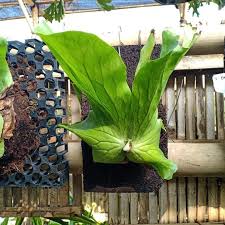 Image result for Platycerium elephantotis