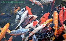 Apabila kamu mengalami mimpi menangkap ikan besar dan banyak itu artinya kamu akan mendapatkan musibah dan rejeki sesuai dengan apabila kamu mengalami mimpi ikan berkelahi itu artinya kamu akan mempunyai pesaing dalam segi hal apapun. 23 Arti Mimpi Tentang Ikan Koi Menurut Primbon Jawa Dan Islam Arti Mimpi