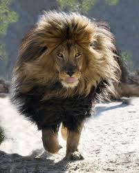 I Know The Black Lion Was Stunningly Photoshopped Well Here S The Real Deal He S Magnificent Animals Animals Beautiful Big Cats