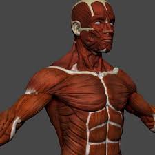 Human Anatomy Muscles 3d Model Max C4d Obj 3ds Fbx Lwo Stl 3dexport Com By Cgflow Human Anatomy Anatomy Muscle Anatomy