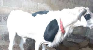 Mouton Ladoum Bonjour Je Mets En Vente Un Mouton Ladoum Pur Sang Un Prix Abordable Merci De Me Contacter Kebetu Dakar Senegal Mouton Pur Sang