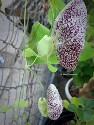 Image result for Aristolochia littoralis