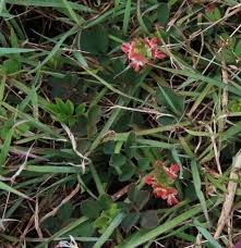 Image result for Indigofera kirkii