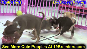 You can also harness the power of google maps to find nearby chihuahua breeders. Chihuahua Puppies For Sale In Lansing Michigan Mi Oakland Macomb Kent Genesee Washtenaw Youtube