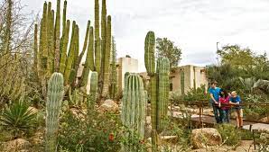 The desert botanical garden has evolved into an arizona gem, says phoenix landscape architect steve martino, who designed the garden's cactus and succulent galleries and outdoor amphitheater. Wandering The Phoenix Desert Botanical Garden