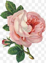 Maybe you would like to learn more about one of these? Shabby Chic Flower Images Shabby Chic Flower Transparent Png Free Download