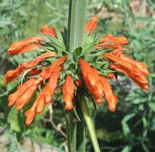 Image result for Leonotis nepetifolia