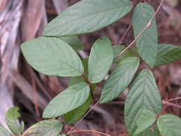 Image result for Desmodium incanum