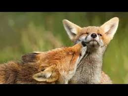 Theviral Today ØªØ²Ø§ÙˆØ¬ Ø§Ù„Ø«Ø¹Ù„Ø¨ Ù…Ø¹ Ø§Ù„Ø·ÙŠÙˆØ± O O U O O Ou O O U U O O U O C Videos You Watch May Be Added To The Tv S Watch History