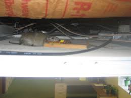 Rats In The Ceiling How To Get Rodents Out Of The Ceiling