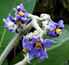 Image result for Solanum mauritianum