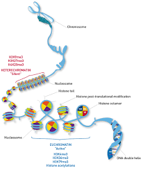 Learn vocabulary, terms and more with flashcards give examples of what post translational modifications can do to protein activity. Histone And Modified Histone Antibodies Diagenode