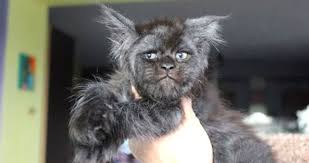 Insan Yuzlu Kedi Sosyal Medyayi Karistirdi Sanal Basin