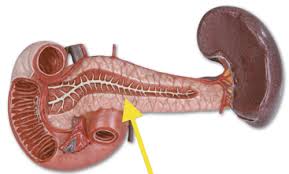 Contracted gall bladder can be caused by scarring by gallstones. Anatomy Pancreas Liver Gall Bladder A P2 Flashcards Quizlet