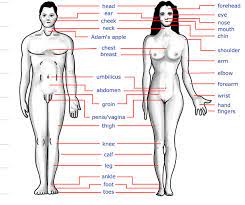 This body type enlarges the arms, chest, hips, and rear before other parts, such as the waist and upper abdomen. File Human Body Features Jpg Wikimedia Commons