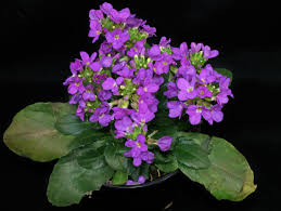 Image result for Arabis