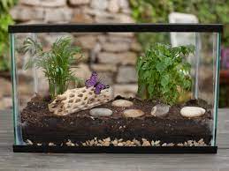 Whether it was too much or too little, most people have been guilty of phytocide at some point in time. How To Make A Terrarium How Tos Diy