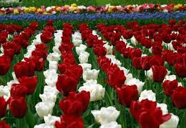 Tulip Flowers Hd Wallpapers Free Download Hd Wallpaper