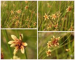 Image result for Schoenoplectiella articulata